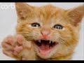 vERY fUNNY cATS 11 vERY fUNNY cATS 11