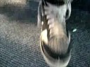 Lola version zapatilla