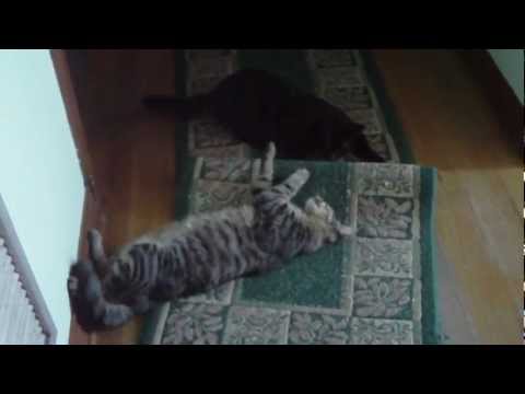 kenner werestling cats
