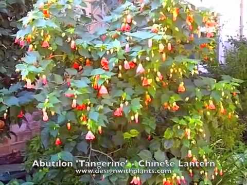 how to plant chinese lanterns