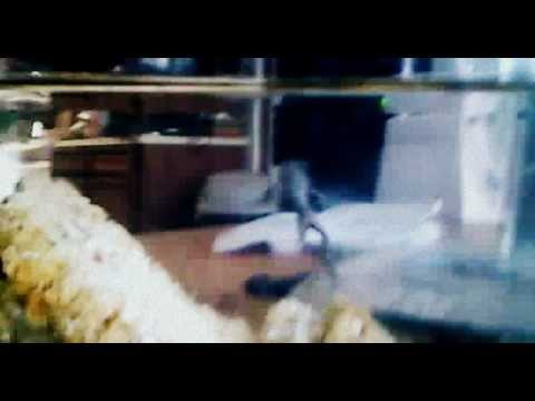 how to properly care for african dwarf frogs