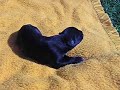 Greyhound puppie Crimdon Adder 1 week old Greyhound puppie Crimdon Adder 1 week old