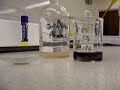 Iron III and phenol
