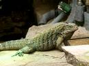 Cyclura nubila