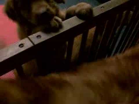 Nova Scotia Duck Tolling Retriever ...