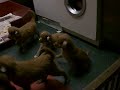 Nova Scotia Duck Tolling Retriever Puppies Nova Scotia Duck Tolling Retriever Puppies
