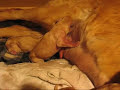 Golden Retriever Giving Birth/Whelping