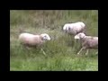 combat mouton ouled bounar combat mouton ouled bounar