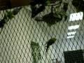 Parakeet Jungle