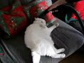 Elektrik s�p�rgesiyle temizlenen kedi