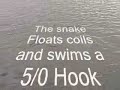 Best fishing lure EVER!!