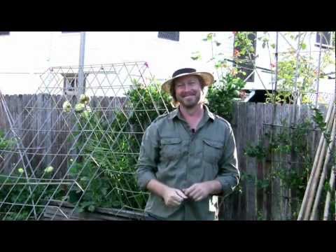 how to harvest watermelon