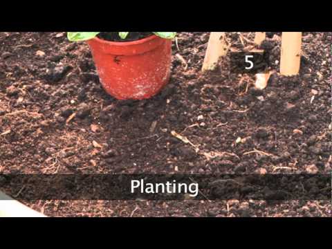how to plant cyclamen