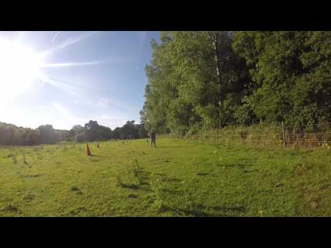 - Fallowfen Training Kennels - Fallowfen Training Kennels
