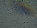Bleb dynamics mycoplasma?
