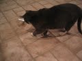 cat and mouse