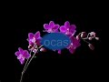 Al por mayor y al detal,Regalar orquídeas puede ser para todas las ocasiones !!!Diferentes tipo de Orquideas, colores y tamaños!Florecidas o Con sus capullos!Te entregamos un documento con la informacion de tu Orquidea, como debes cultivarla, cuidarla y recomendaciones personales que te brindamos para que tengas una bella orquidea!!!Trato Familiar y Personalizado!!Puedes regalar Orquideas para toda ocasion, son Bellas, Entretenidas y Faciles de tratar!! La mejor terapia en estos dias y puedes hacer tu propio jardin de Orquideas!!!Tenemos:Oncidium, Dama DanzantePhalaenopsis, Orquidea MariposaDendrobiumY mas!!!!Tel.787.627.7300
