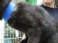Prancer the Climber Kitten
