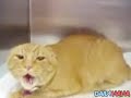Scariest Cat Ever Scariest Cat Ever