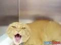 Scariest Cat Ever