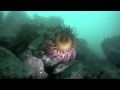 Ogden Point Breakwater