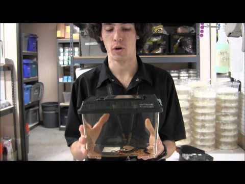 YouTube reptile video
