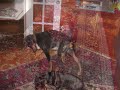 Just some pets