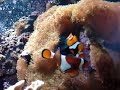 Peixe palhaço ( clownfish) desova em aquário 01 Peixe palhaço ( clownfish) desova em aquário 01