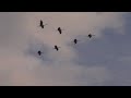 Sandhill crane migration