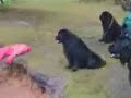 Rescue Dog Training