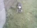 voila thyson en action