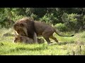 Panthera leo krugeri cubitus Panthera leo krugeri cubitus