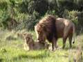 Panthera leo krugeri cubitus