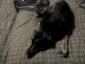 CACHORRETE CACHORRETE