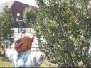 Georgia scarecrows