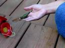 Humming Bird in Destress Humming Bird in Destress