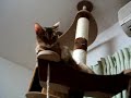????????????????????Abyssinian