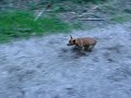 Pinscher Hundekampf 3