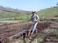 Belgian Draft Horse Team Plowing Kentucky Produce Garden Belgian Draft Horse Team Plowing Kentucky Produce Garden