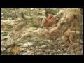Bhopal gas leak survivors demand compensation - 21 Feb 08