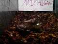 OHIO STATE KILLER FROG