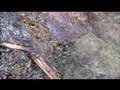 Possum Meat Video - "GROSS ! Maggots love Possum meat"