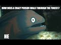 BAD JOKE EEL 2