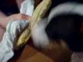 Toy Fox Terrier video