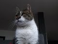 かわいい犬動画