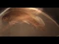 Life, Death and Jazz: Thelonius Monk + Dying Goldfish Life, Death and Jazz: Thelonius Monk + Dying Goldfish