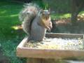 KMTV- Squirrel eating popcorn