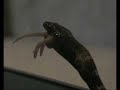Baby Corn Snake Eating Pinky Pt 3