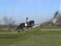 Meine. Ster stallion by Koningsland & Annekes Friesians
