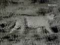 mysterious world cryptozoology 2 of 3